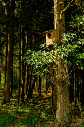 Thumbnail: _JA 40779 Vogelhäuschen am Waldrand.jpg